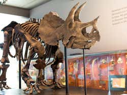 Natural History Museum