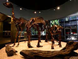 Skeletons at the La Brea Tar Pits