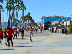Des palmiers de la Venice Beach
