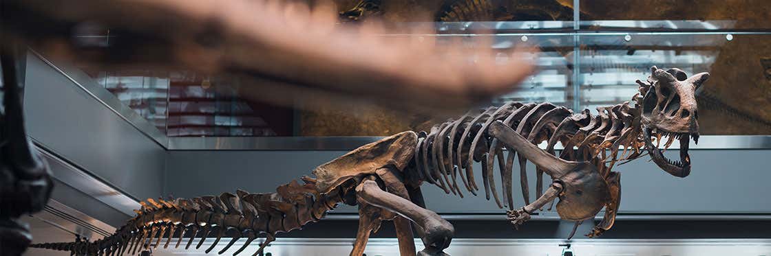 Le musée d'histoire naturelle