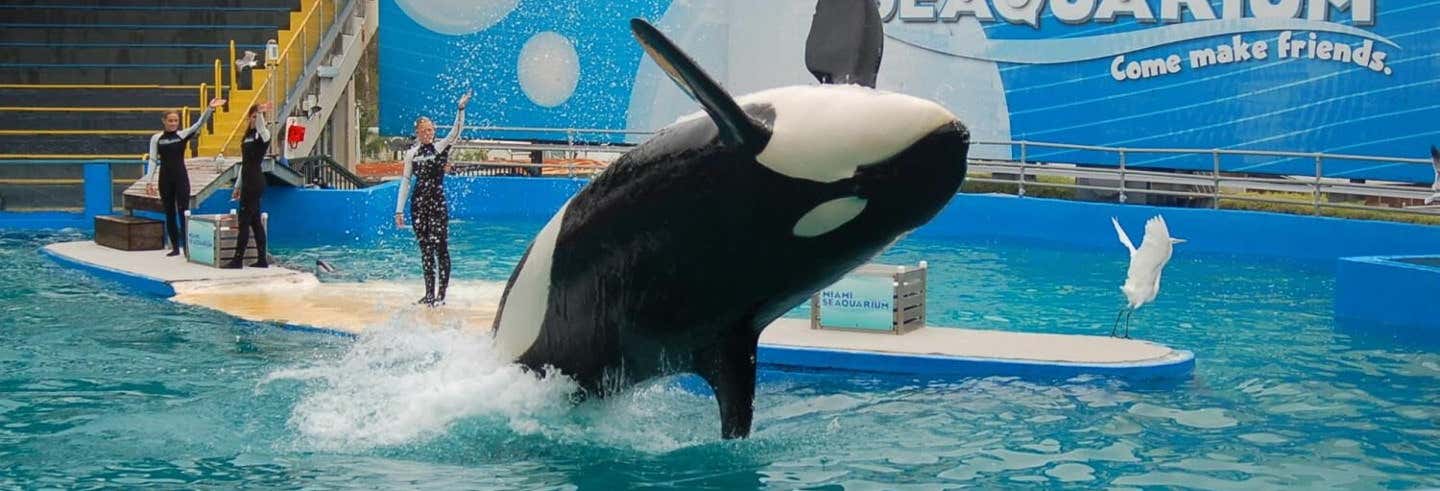 Ticket d'entrée pour le Seaquarium