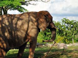 Miami Metrozoo, elefante
