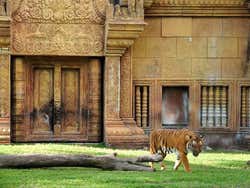 Miami Metrozoo, tigre