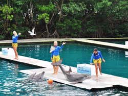 Miami Seaquarium, Show do Flipper