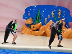 Miami Seaquarium, leoes marinhos