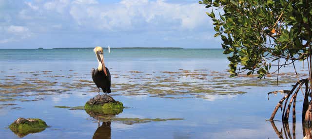 Offerta: Everglades + giro in barca
