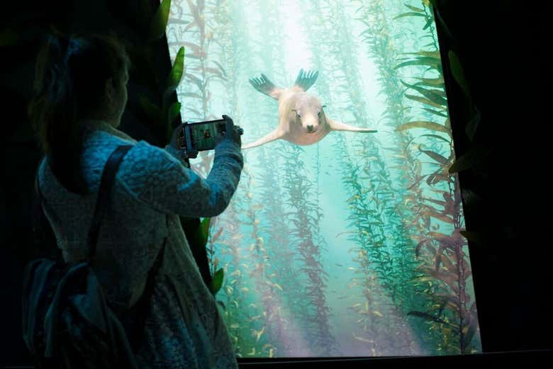 Conhecendo os animais marinhos do aquário