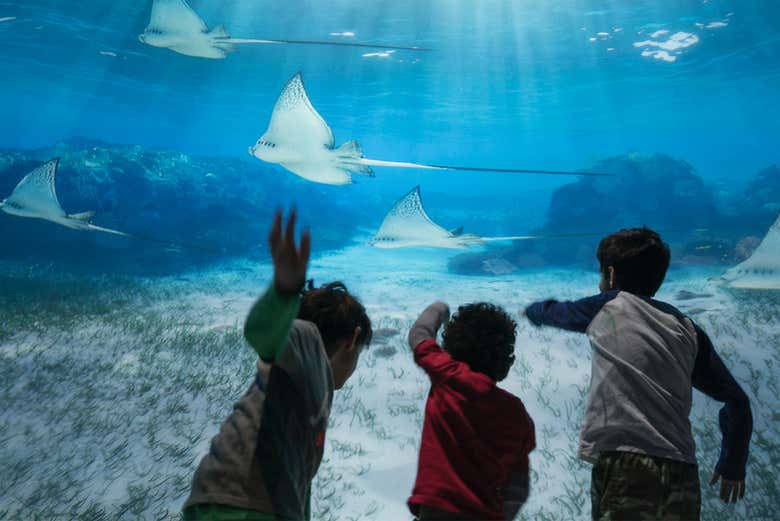 Brincando com as mantas virtuais