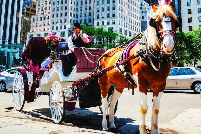 horse buggy ride central park