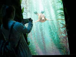 Conhecendo os animais marinhos do aquário