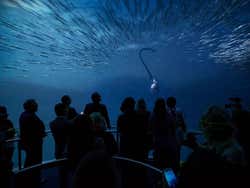 Encounter Ocean Odyssey