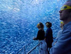 Experiência interativa