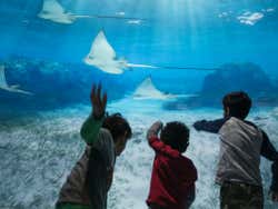 Brincando com as mantas virtuais