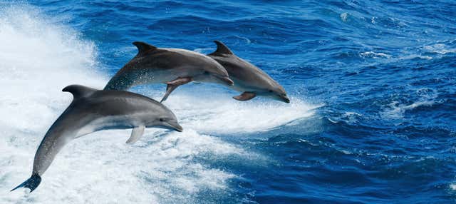Observation de dauphins à Clearwater Beach
