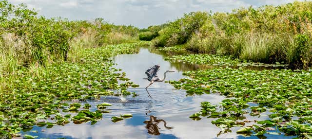Giro in aeroscafo nelle Everglades