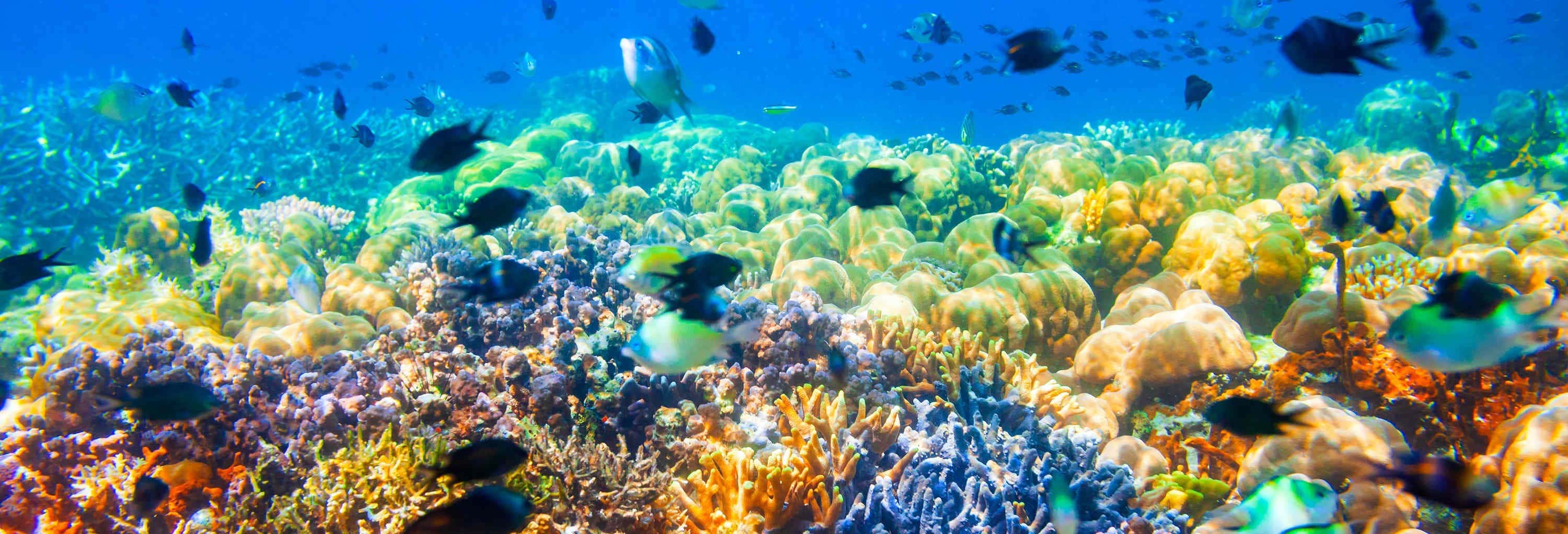Excursión a los barcos hundidos y el arrecife de coral