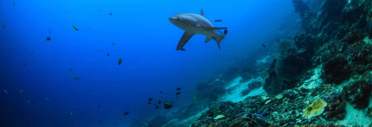 Immersione con squali volpe a Malapascua