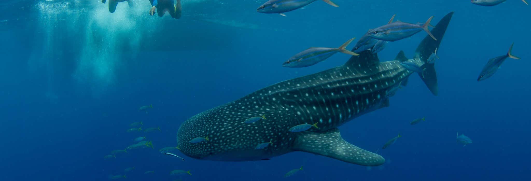 Nado con tiburón ballena