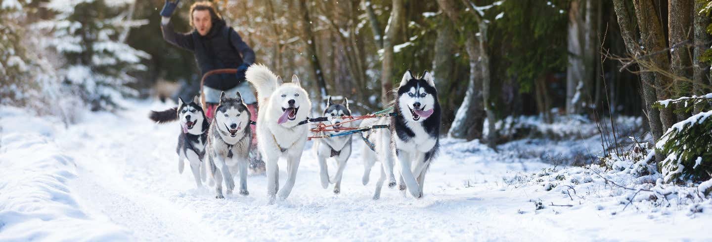 Conducción de trineos de perros husky