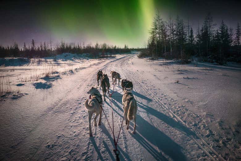 ,Paseo en trineo,Tour de la aurora boreal