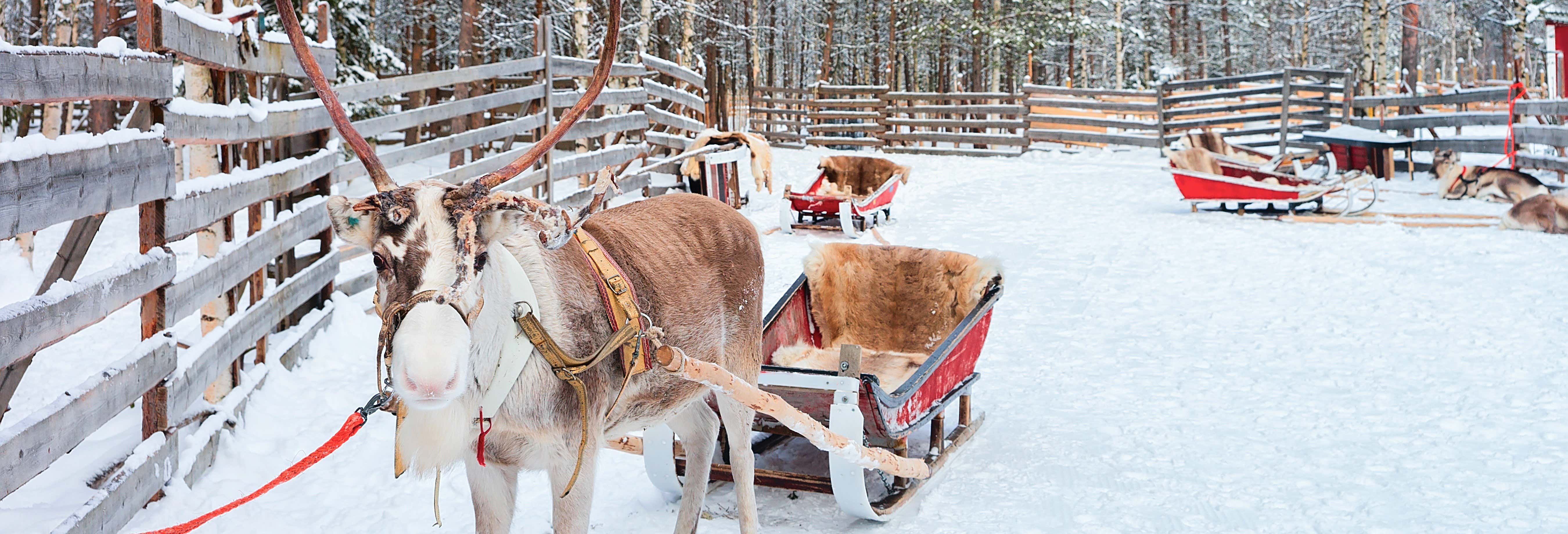 Paseo en trineo de renos bajo la aurora boreal