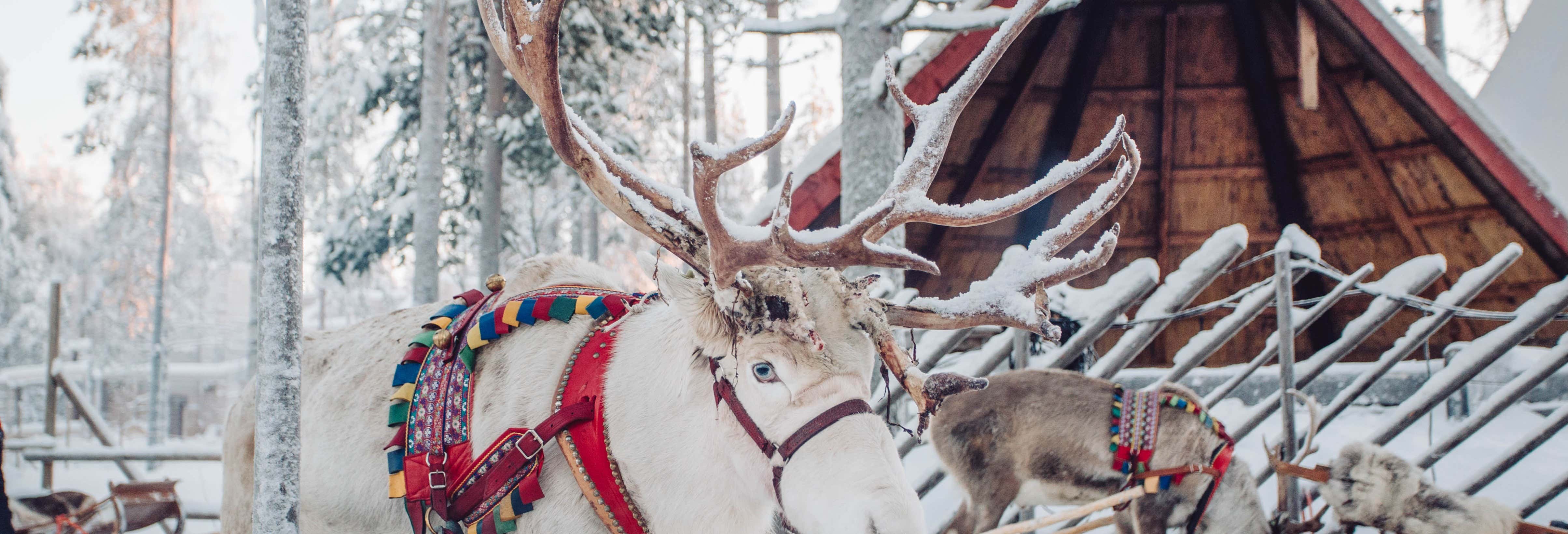 Aldea de Papá Noel + Paseo en trineo de renos