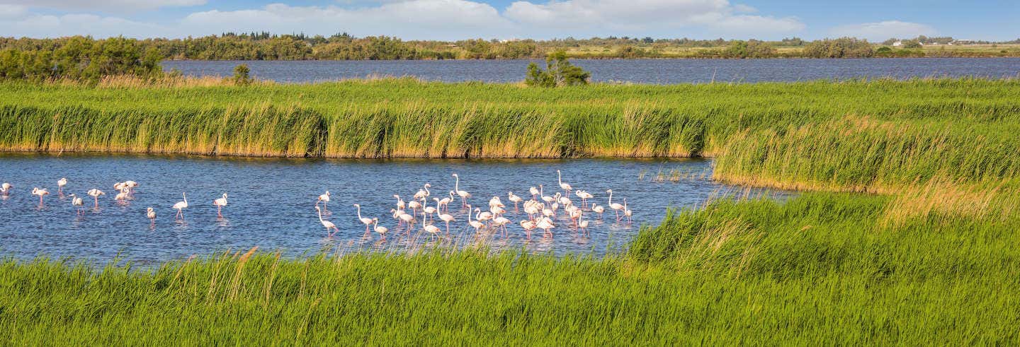 Excursion en Camargue