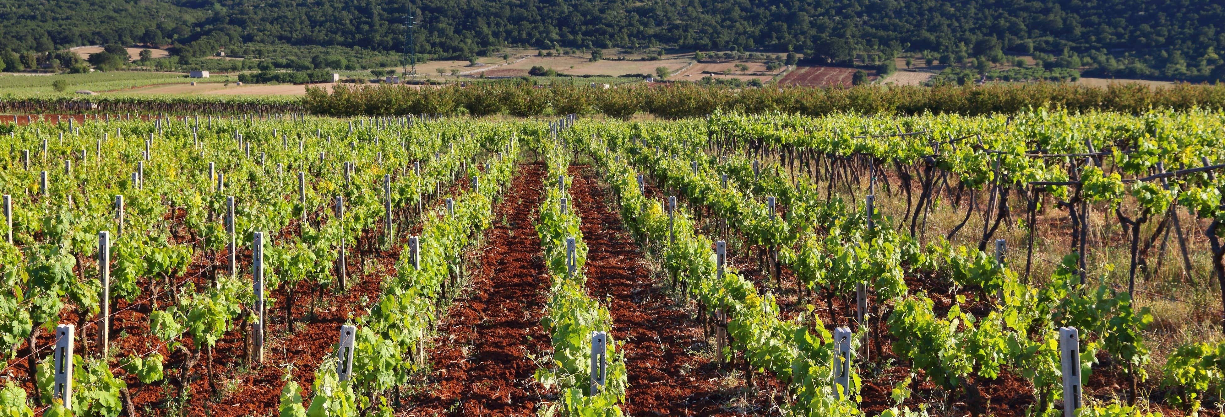 Mont Sainte-Victoire Wine Tour