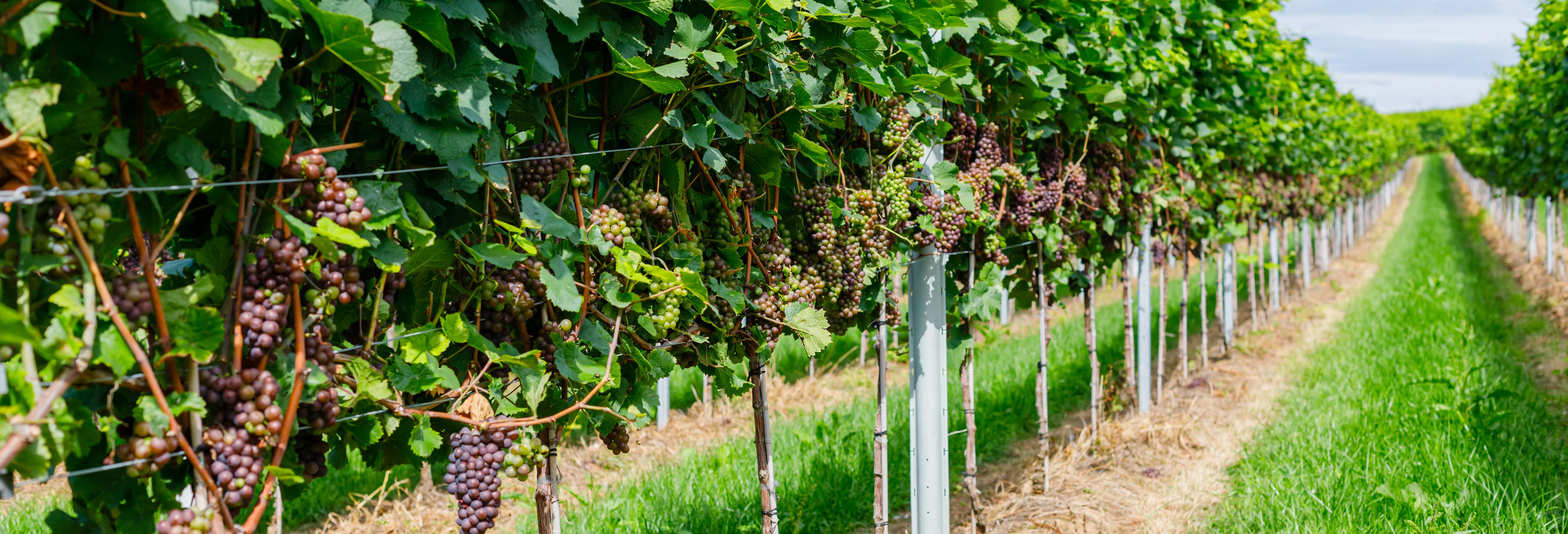 Ruta del vino por Alsacia