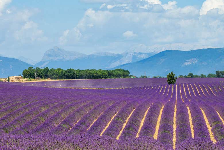 lavender field tours from aix en provence