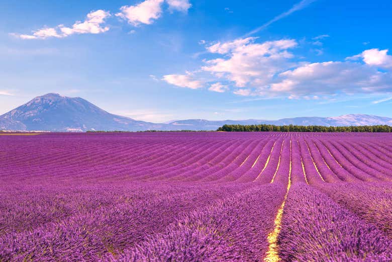 Aix-en-Provence & Valensole Lavender Tour from Marseille