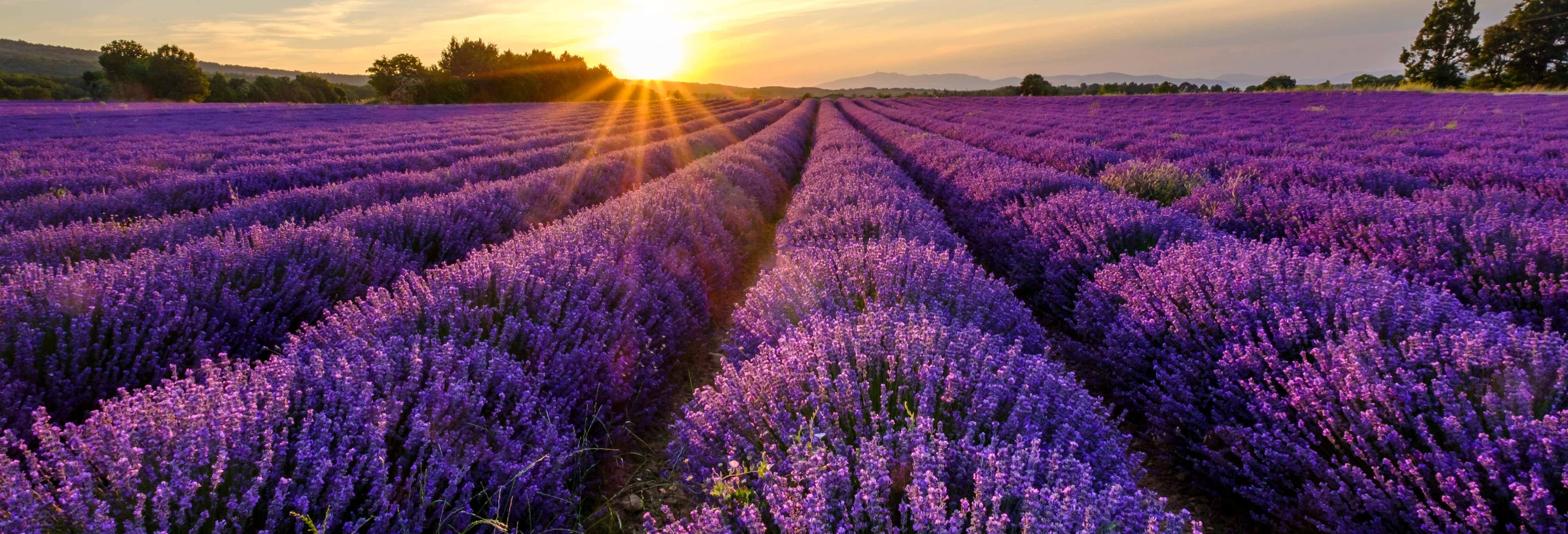 Tour de la lavanda por Sault