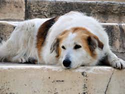 Chien se reposant