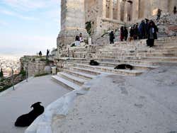 Chiens à l'Acropole