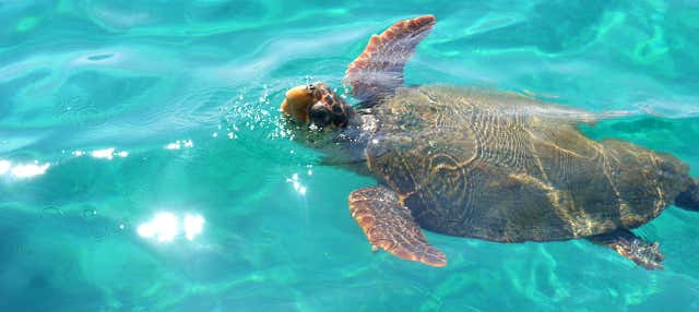 Crucero con avistamiento de tortugas