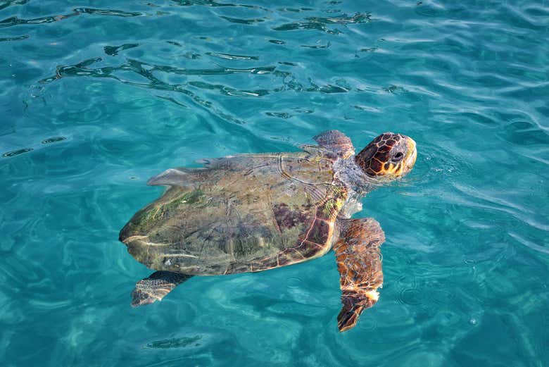 Croisière Et Observation De Tortues