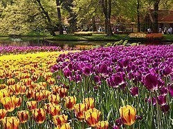 Keukenhof