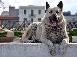 Perro en Atenas