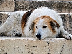 Perro descansando