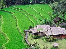 Arrozal en Bali