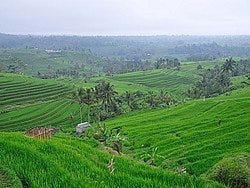 Arrozales en Bali, terrazas escalonadas