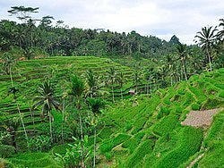 Bali