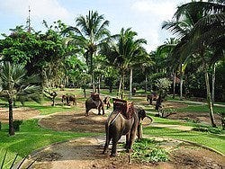 Elephant Safari Park Lodge