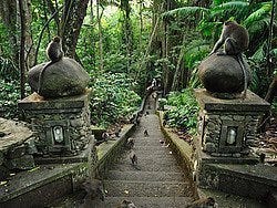 Monkey Forest