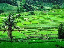 Chiang Mai