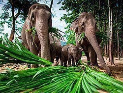Chiang Mai
