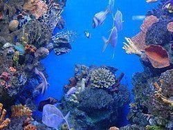 Aquarium de Barcelona, Caribe
