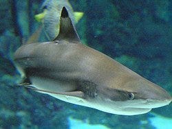 Aquarium de Barcelona, Tiburón de puntas negras