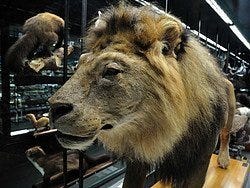 Museo Blau, Museo de ciencias naturales de Barcelona