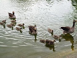 Parque de la Ciutadella, patos
